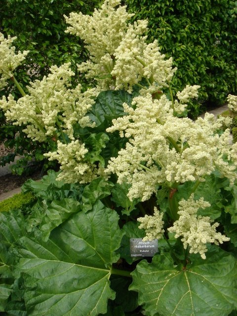 Rheum rhabarbarum fleur